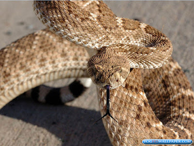 Rattle Snakes Photos Rattle Snakes Photos