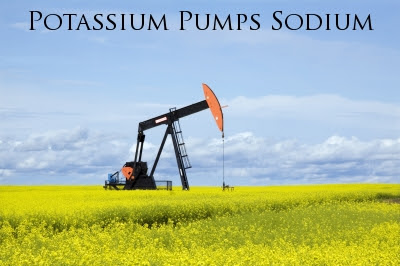Potassium pumps sodium out of your cells...kind of like this pump
