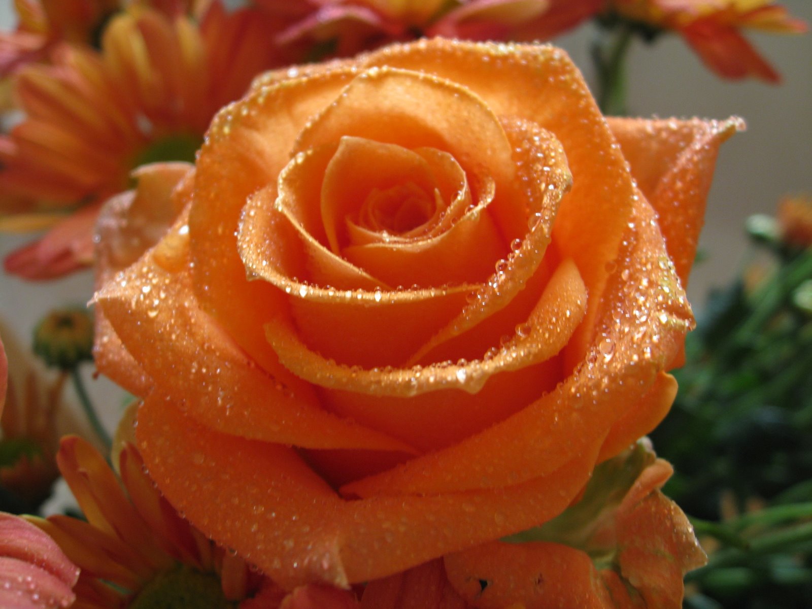 flowers for flower lovers.: Orange rose wallpapers.