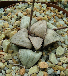 Haworthia splendens -