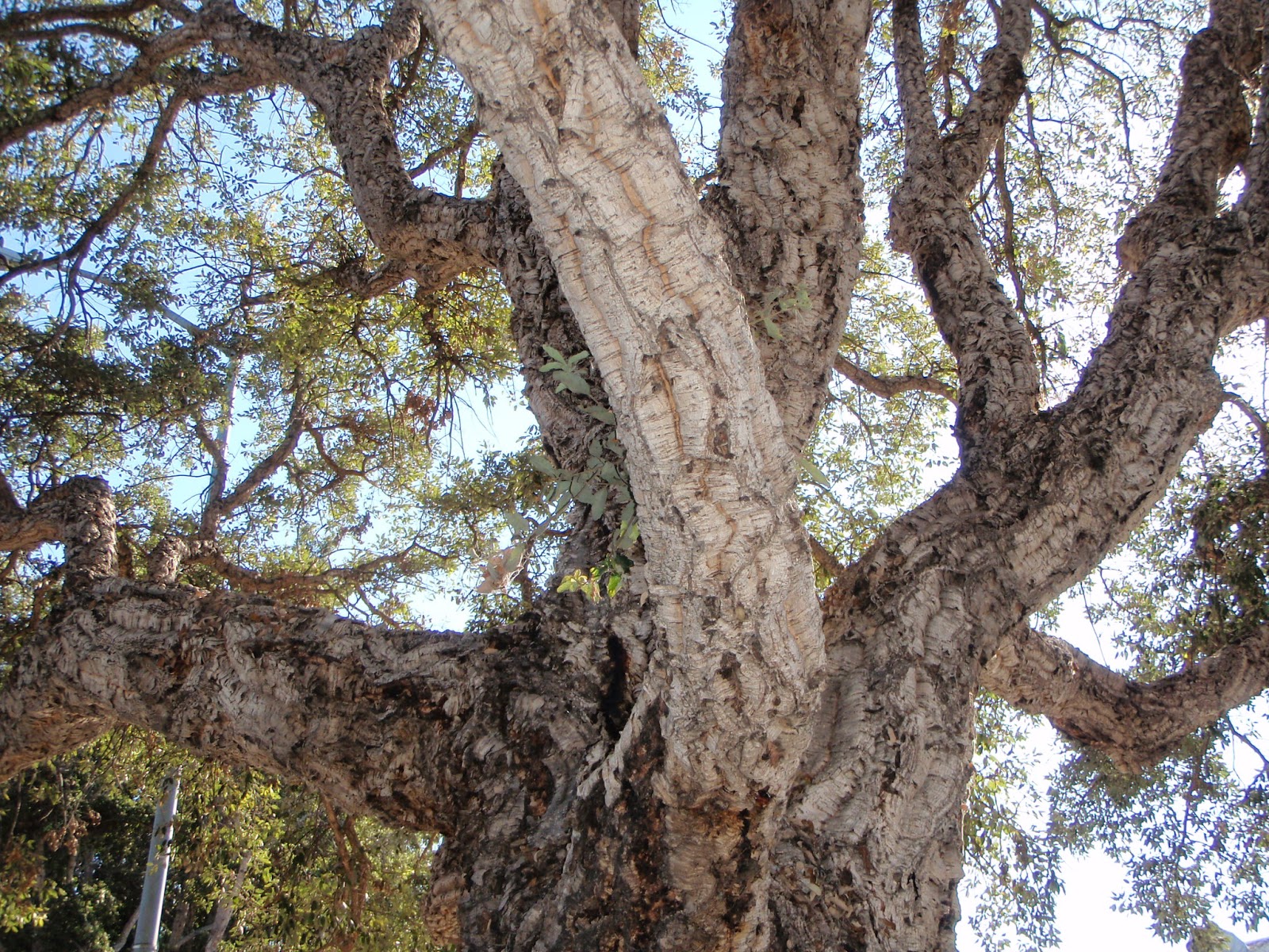 MAGNOL's VACATION encounters with interesting trees and plants