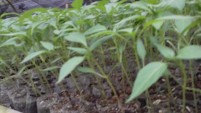 Tanaman Cabe Masih Dalam Pembenihan