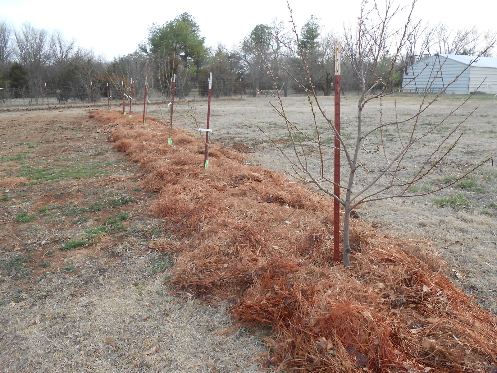 Windy Acres Diary Fruit Tree Orchard