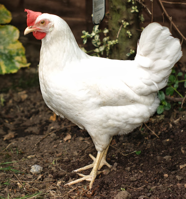 leghorns, white leghorns, laying hens, best laying hens, best egg laying hens, types of laying hens