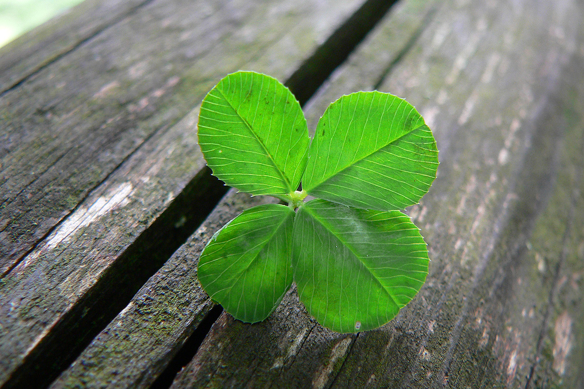 Book Of Lenormand - Clover | Tarot Huyền Bí - Dạy Xem Bói Lá Bài Tarot ...