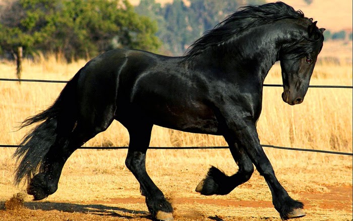 Recanto Campeiro: Raças - Friesian