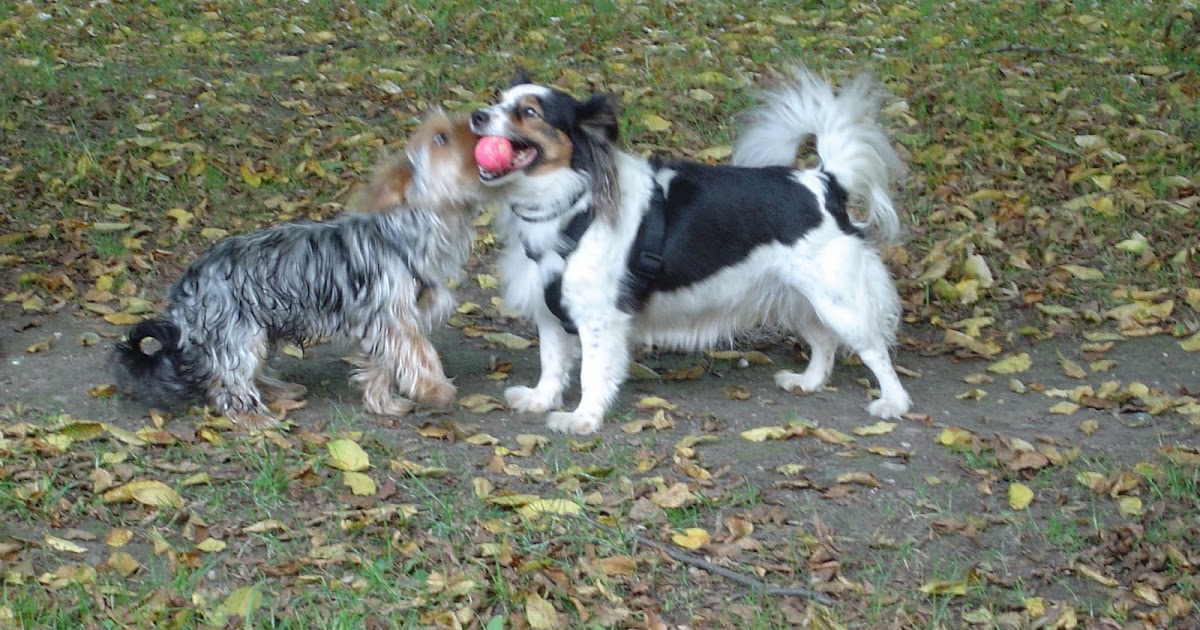 Scooby News Blog Deutsch 05 2013