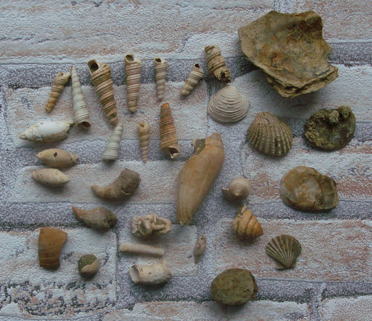 fosile