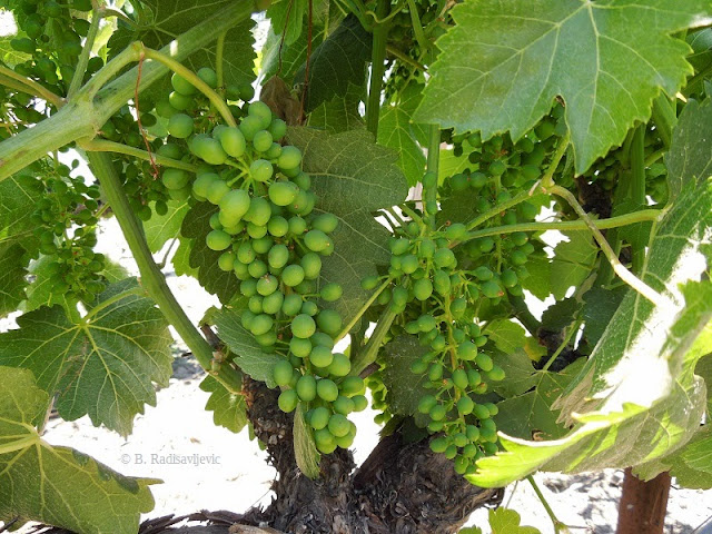 Summerwood Grapes, June 17, 2014, © B. Radisavljevic