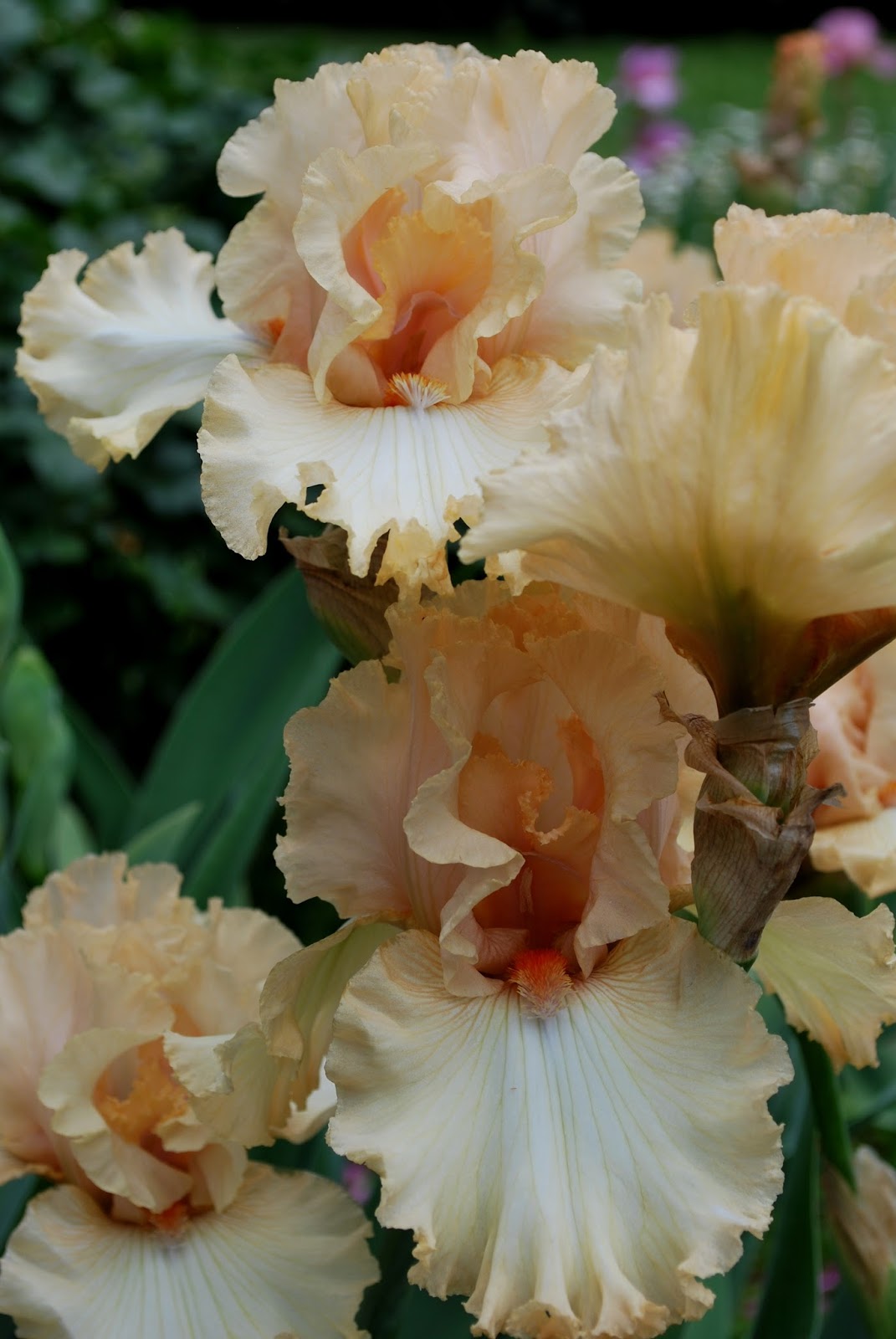 World of Irises Prolific, Longlasting Bloom from 'Sweeter Than Honey'