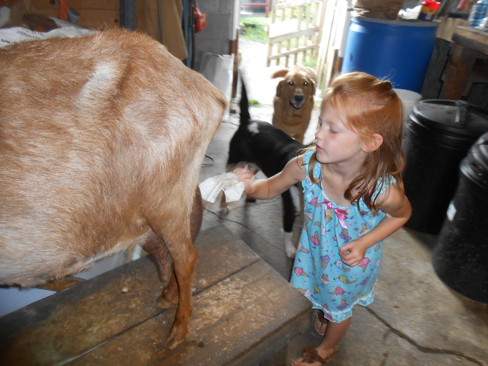 Outback Farm Taylor, the goat cleaner