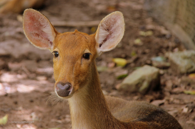 Rusa Paya