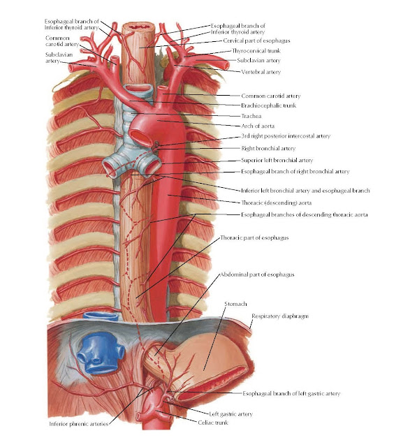 Arteries of Esophagus Anatomy