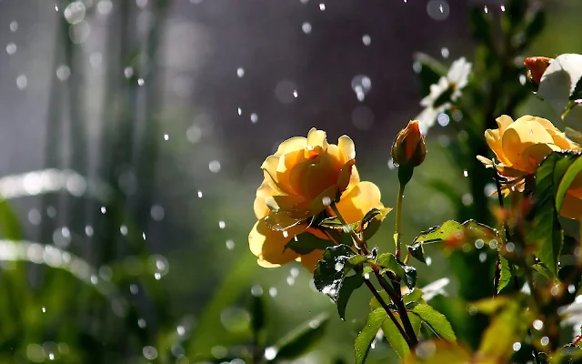 Gele rozen en regendruppels tijdens een regenbui