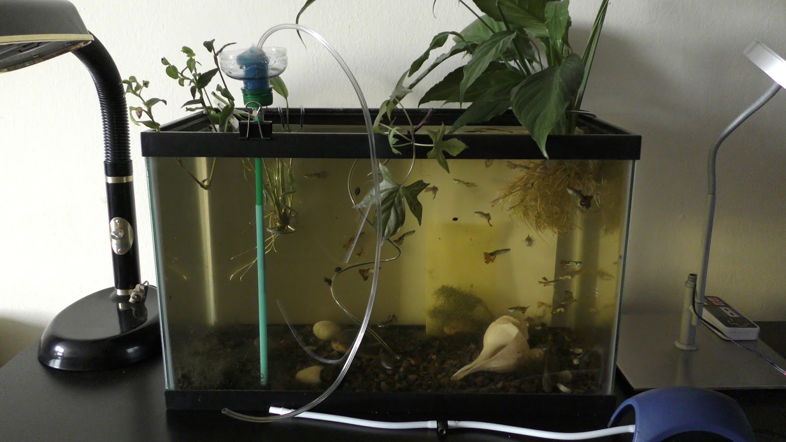 Random Bits DIY Filtering aquarium with air pump