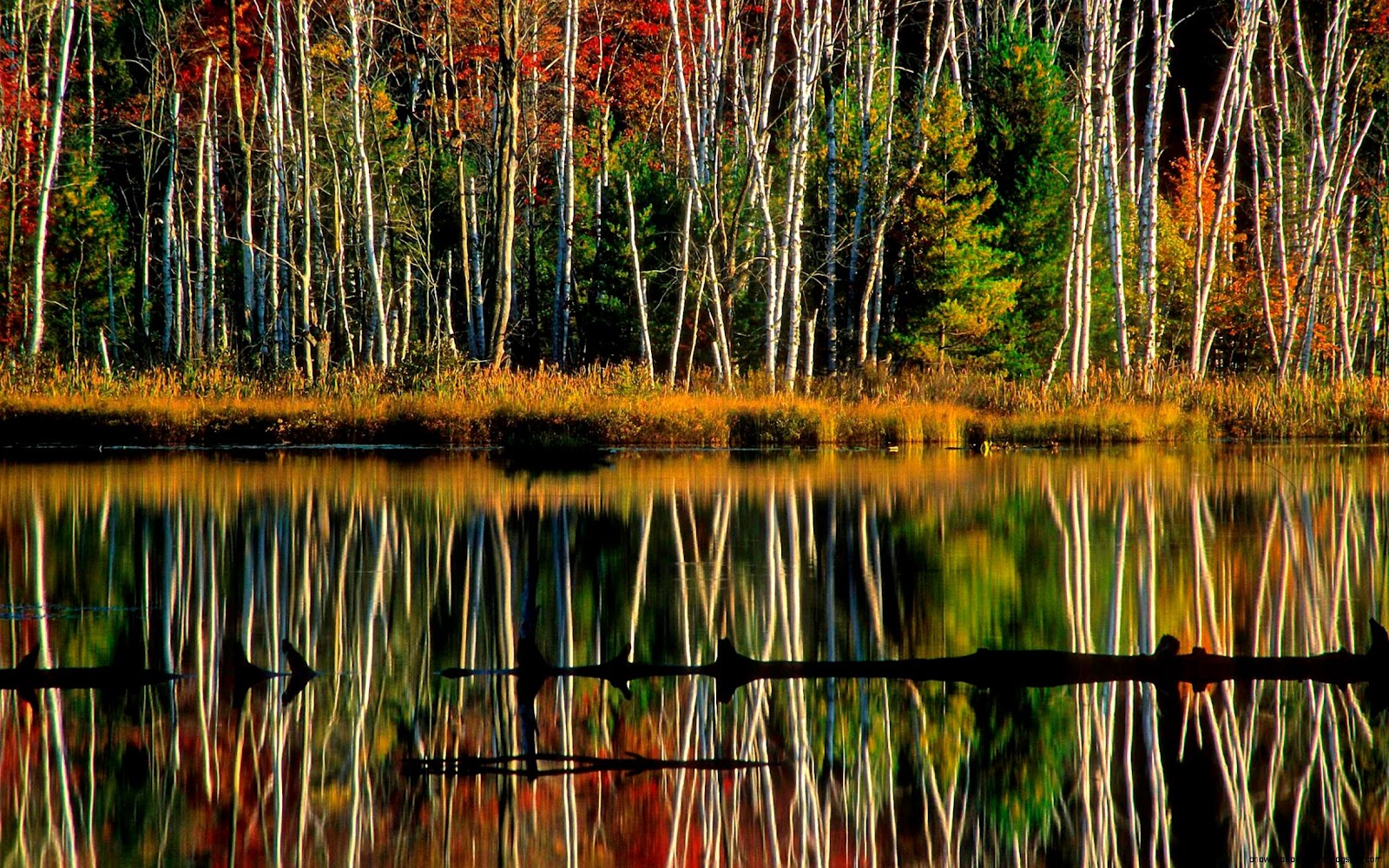 Birch Tree Forest Michigan