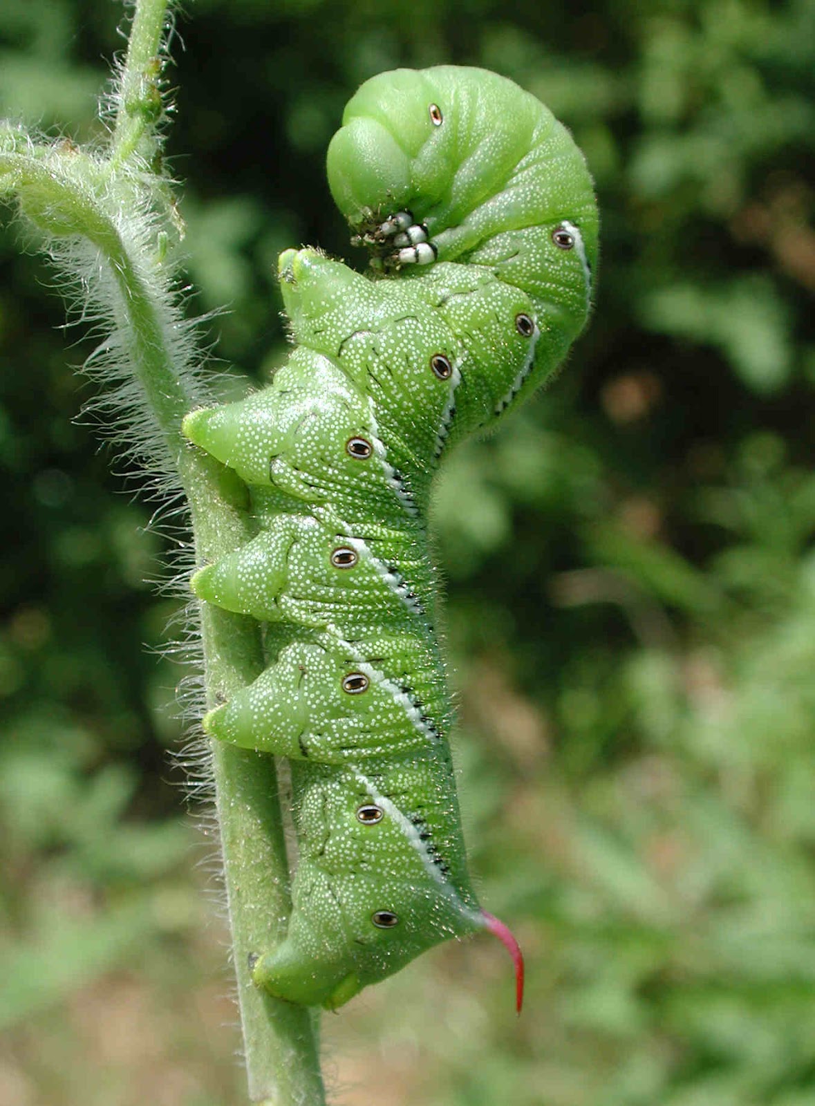 Amazing Caterpillars Weird, Beautiful, Colorful Caterpillars Most