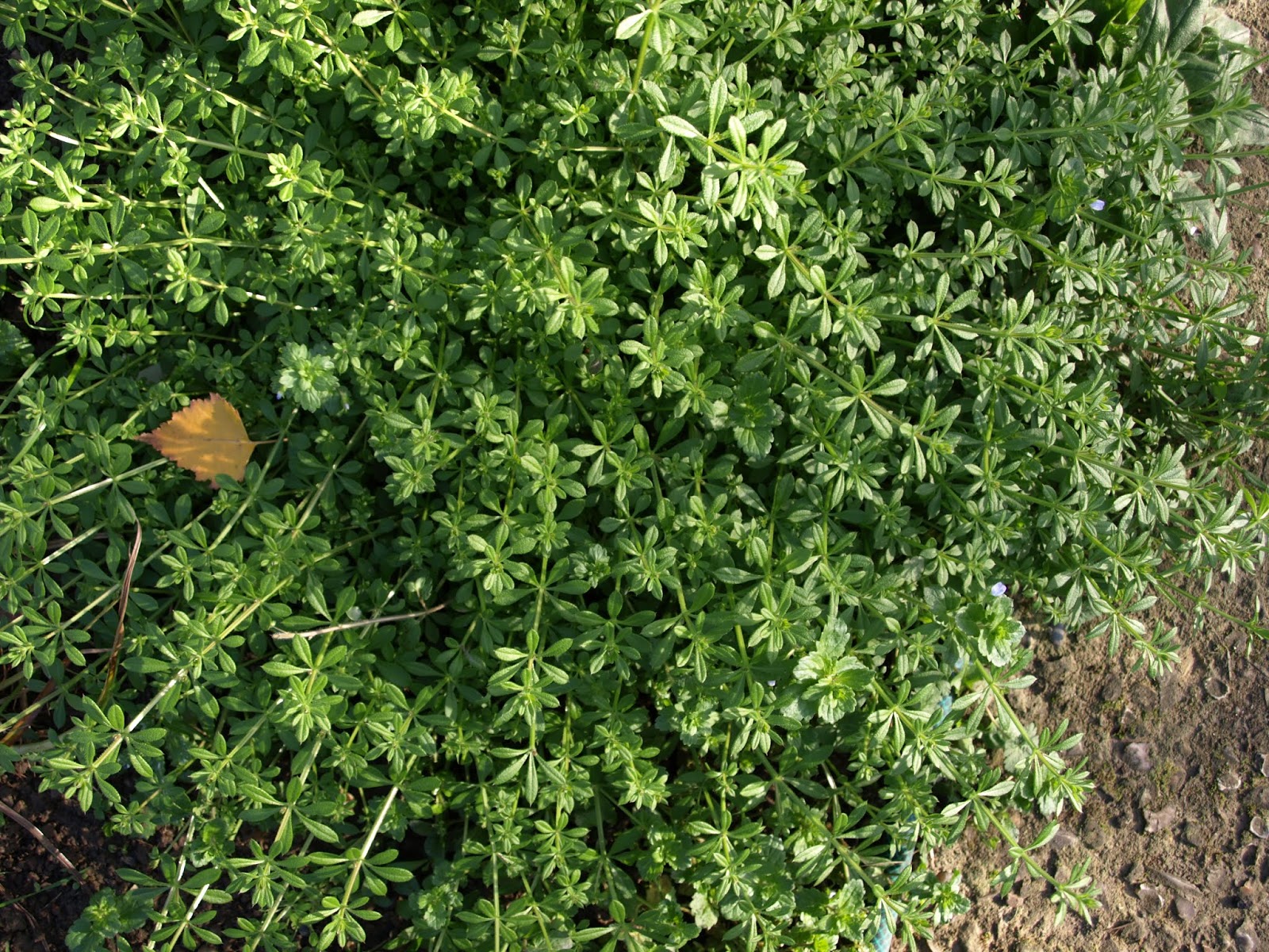 Raw Edible Plants Cleavers (Galium aparine)