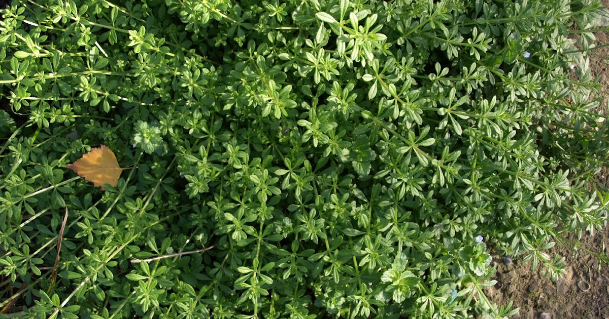 Raw Edible Plants Cleavers (Galium aparine)