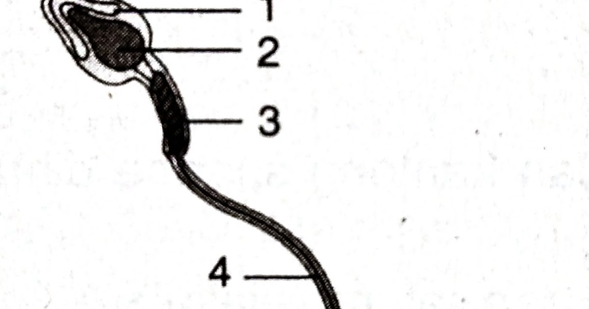 Berikut ini data alat reproduksi wanita