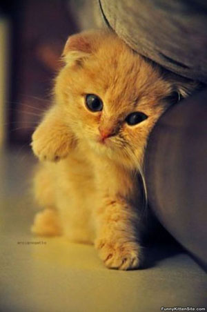 Gambar Kucing Oren - Koleksi Gambar HD