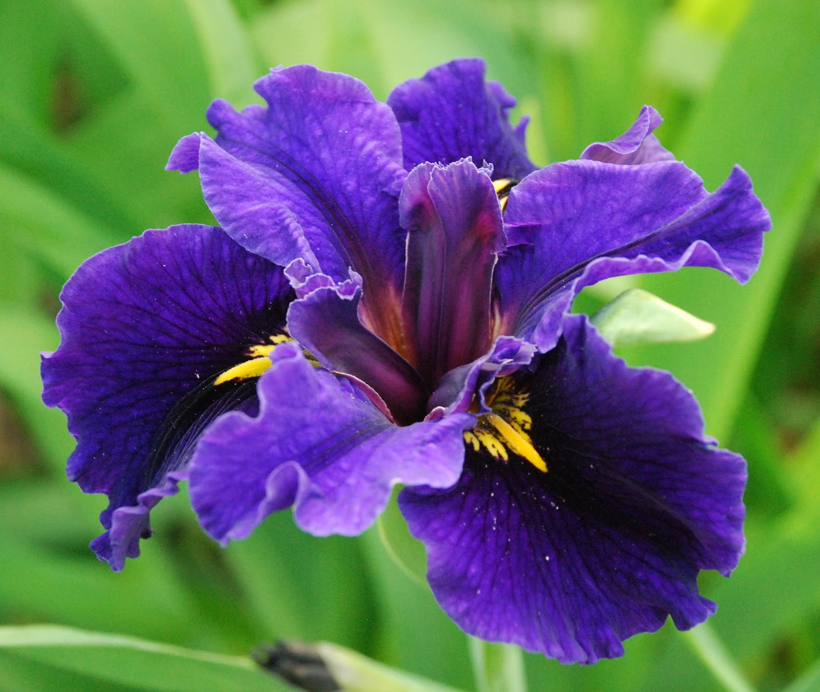 World of Irises Louisiana Irises