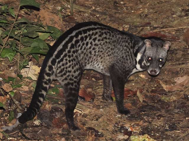 Large Spotted Civet
