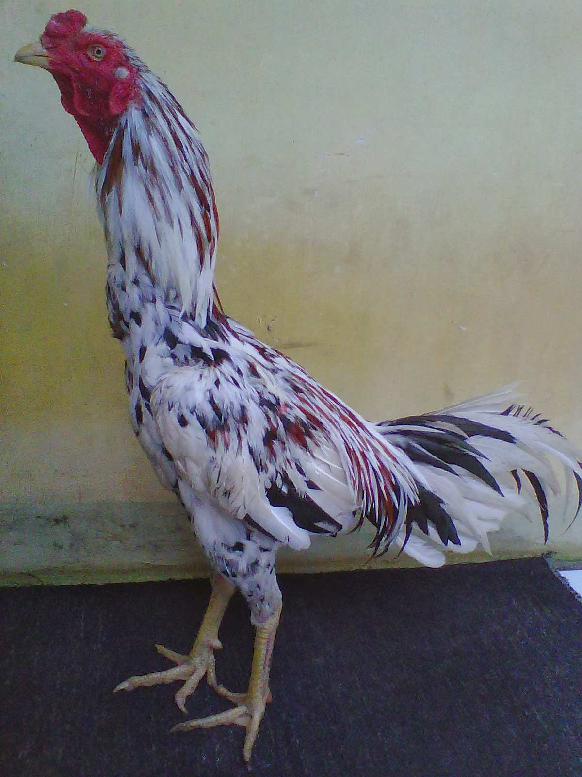 SB 047 Blorok Madu TERJUAL | JUAL AYAM BANGKOK MURAH DAN BERKUALITAS