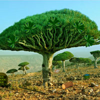 WowEscape Dragon Tree For…