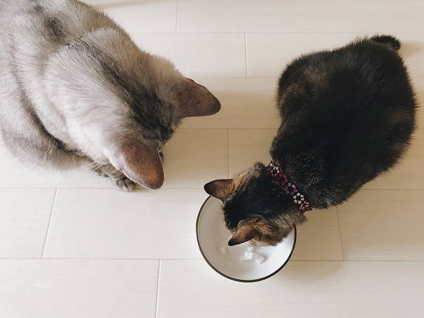 ミルク寒天を猫たちに味見してもらう