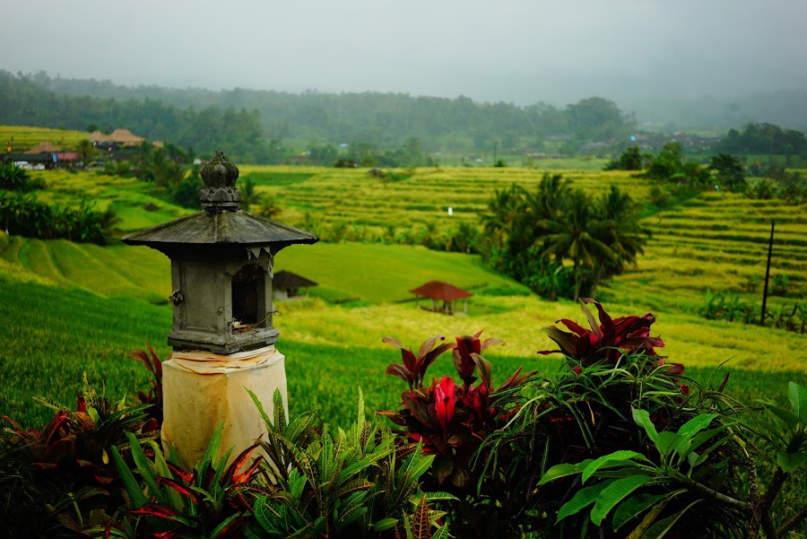 Jatiluwih rice terrace, Bali