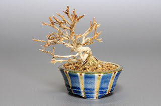 ニオイカエデ-M1（匂い楓 豆盆栽）Premna japonica bonsai