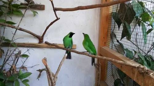 6 Langkah Mudah Cara Ternak Burung Cucak Ijo Untuk Pemula Burung