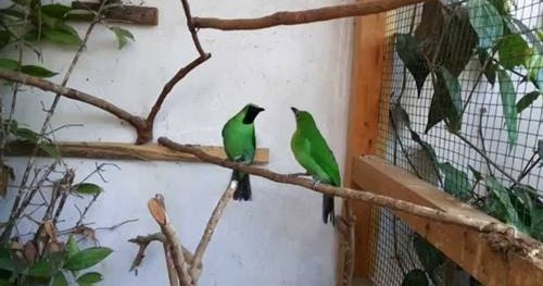 6 Langkah Mudah Cara Ternak Burung Cucak Ijo Untuk Pemula Burung