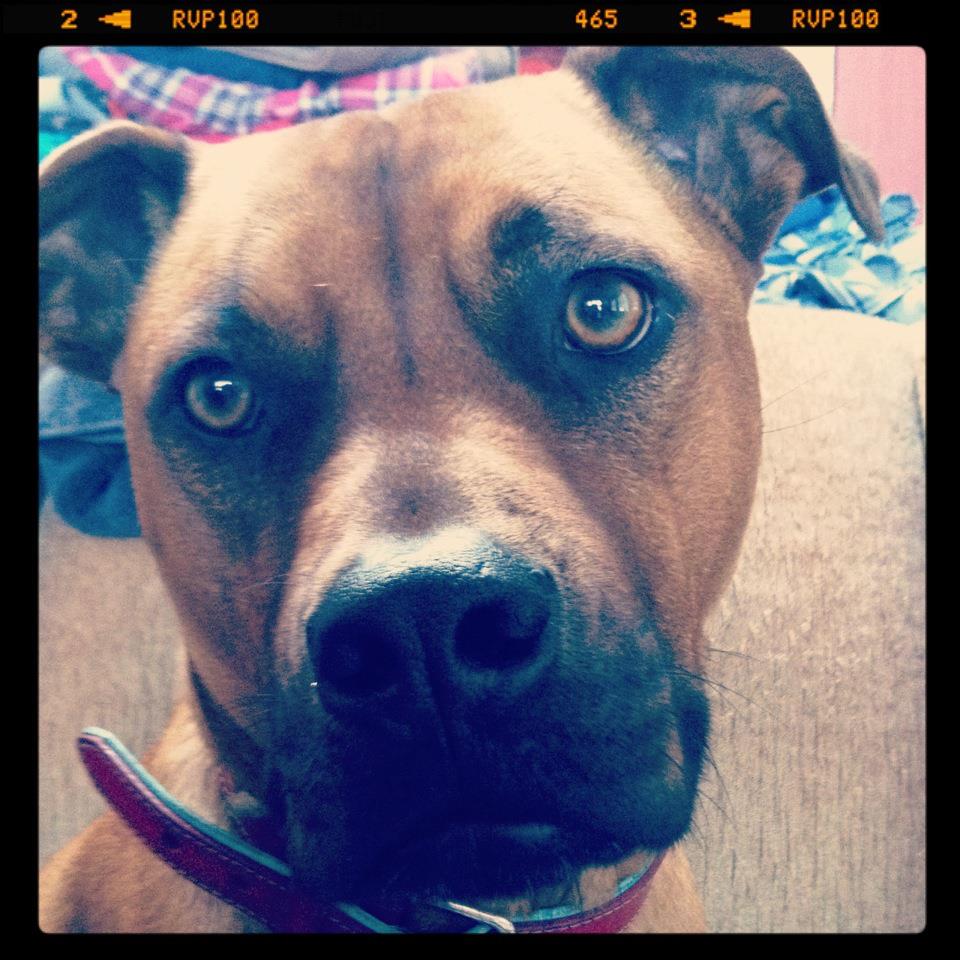 Dogs In the Bubble "Rescuing one dog may not change the world, but for