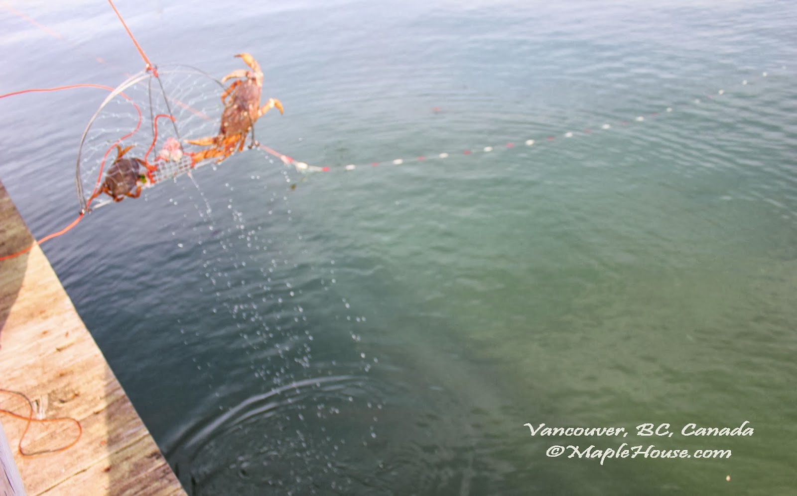 Living Vancouver Canada Fishing for Dungeness Crab at Jericho Beach