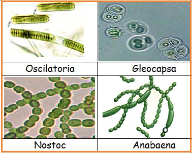 Jenis-jenis Cyanobacteria