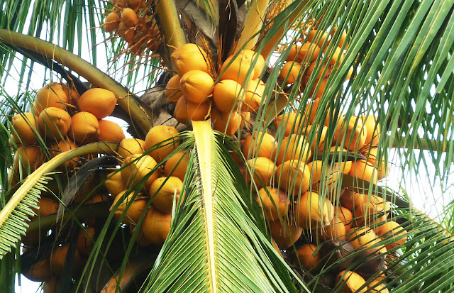 Harga buah kelapa gading