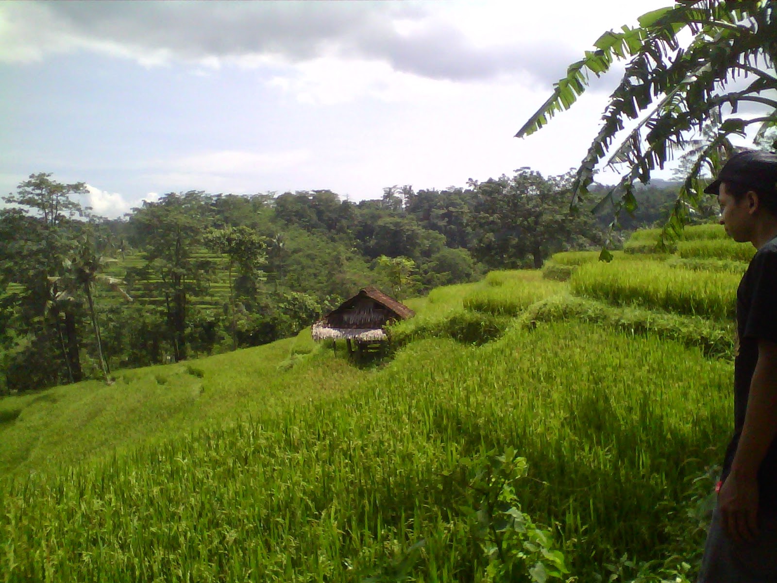 Wono pinus Setro atau lebih dikenal dengan Tinesan Batealit Jepara