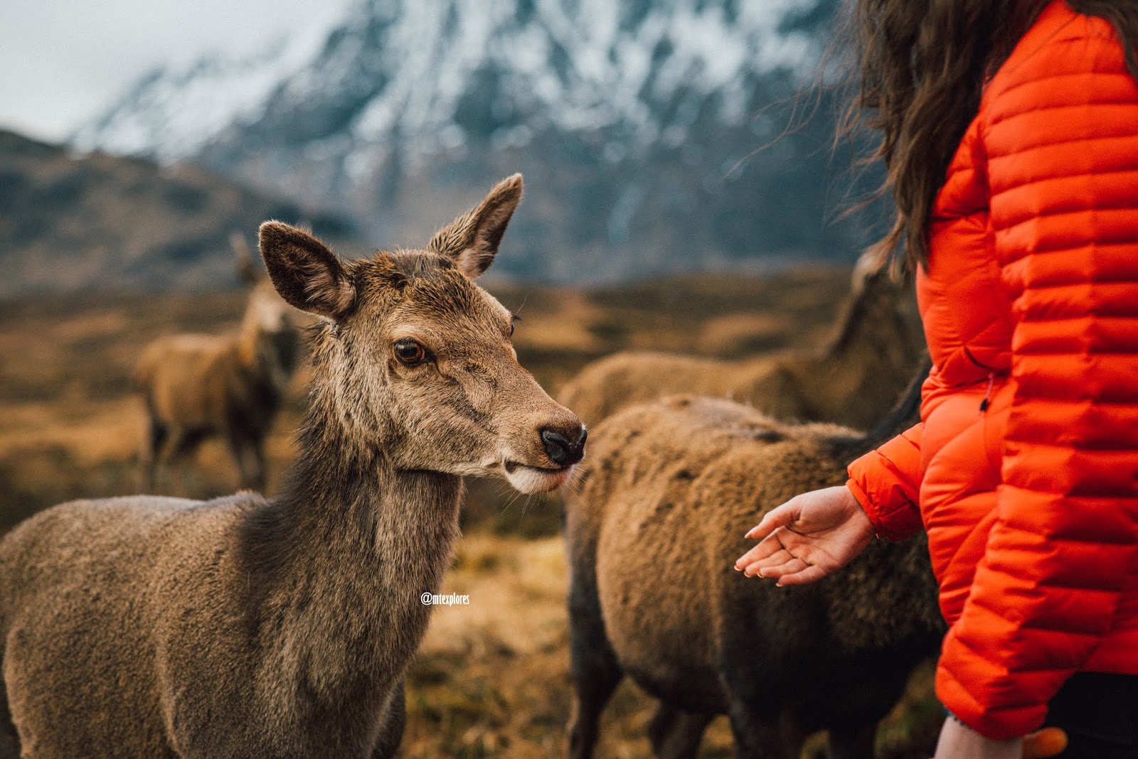 deer at kings house hotel glencoe tame liquidgrain liquid grain deer at kings house hotel glencoe tame liquidgrain liquid grain