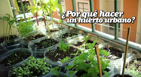 ¿Por qué hacer un huerto urbano? | Ideas para tu Huerto en Casa