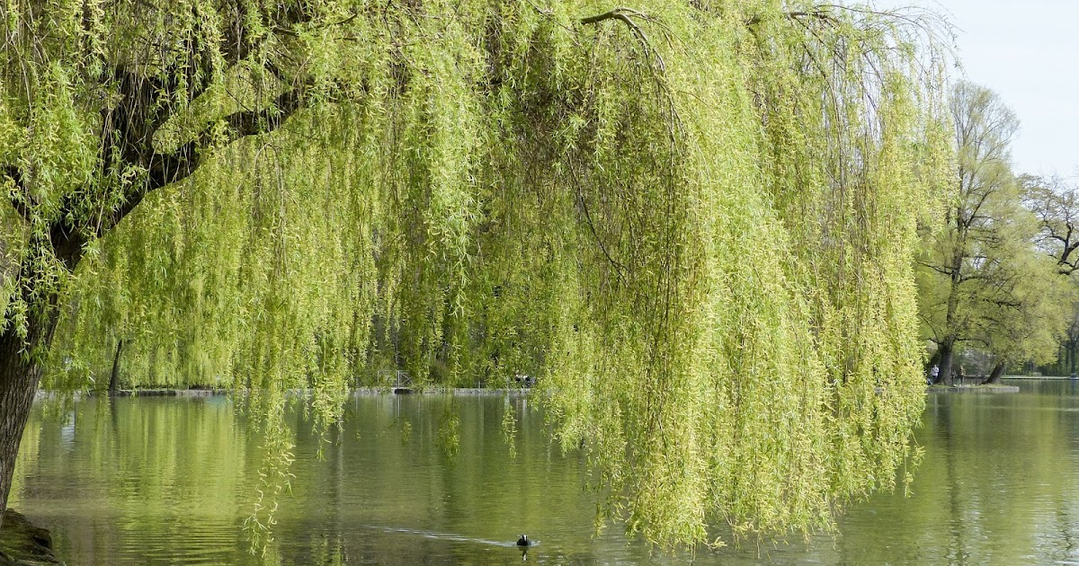 Willow Tree in Magic and Holistic Remedies