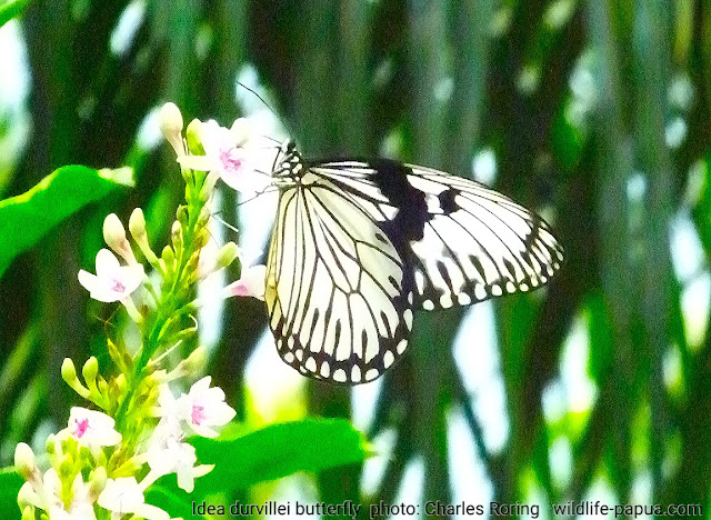 Butterfly watching in Waigeo island
