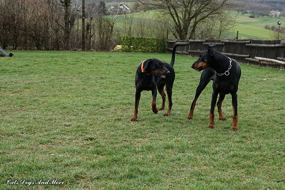 3 Terrier Aus Dem Westerwald