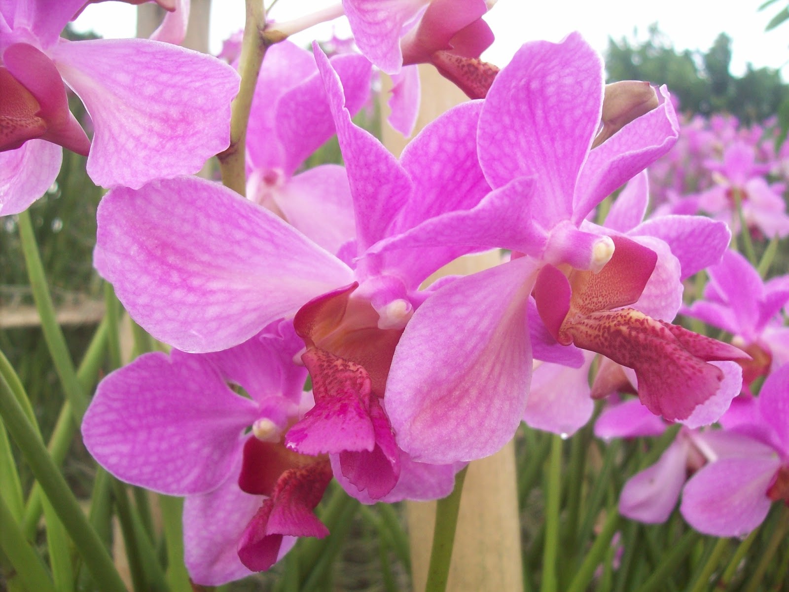 cara perawatan yang mudah dan tahan terhadap cuaca extrim kuat ...