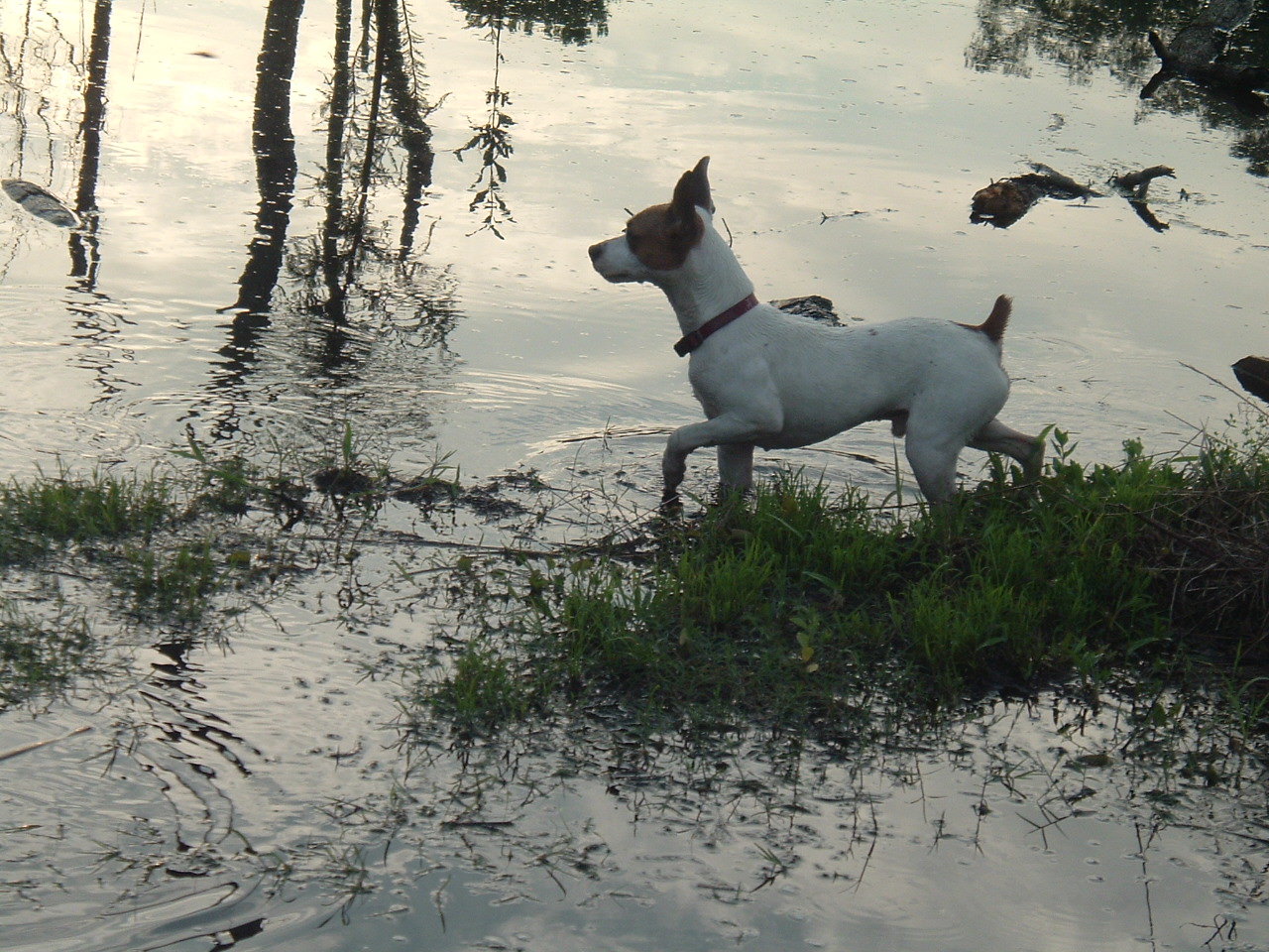 Arty Lobster blog How to care for your Jack Russell Terrier?