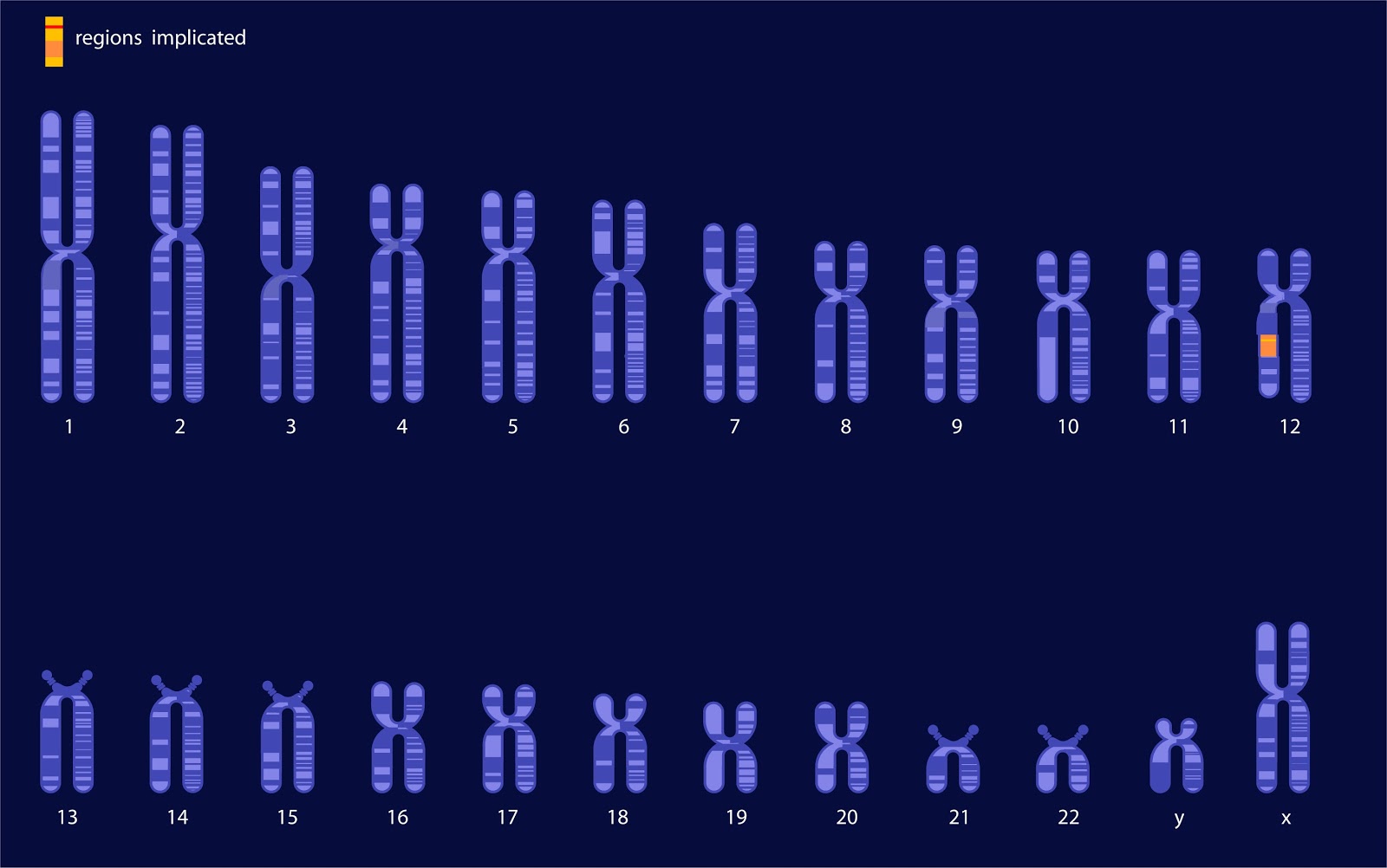 4 хромосома заболевание. Хромосома. 4 Я хромосома. Синдром Альцгеймера хромосомы. 4 И 5 хромосомы.