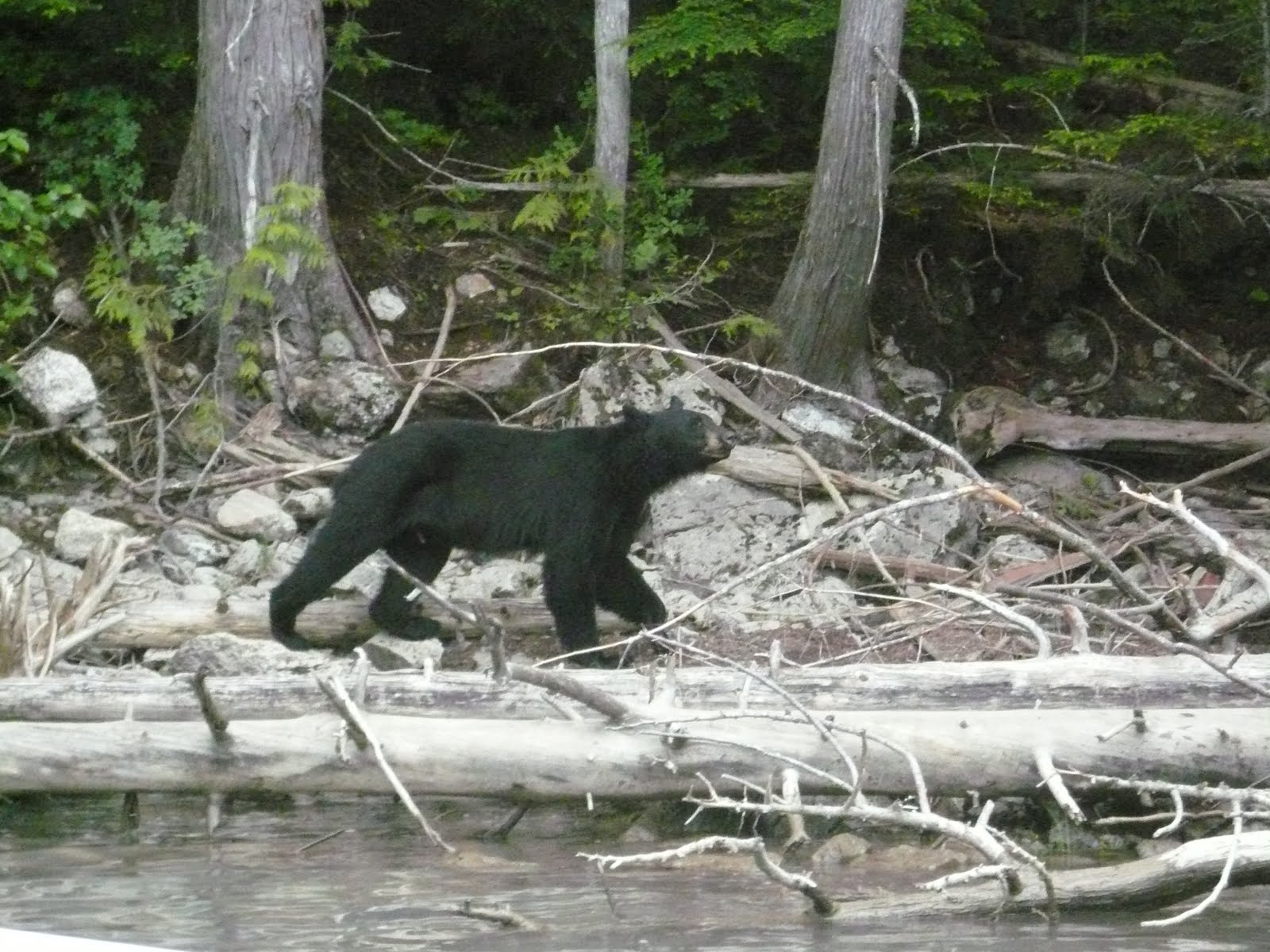 Overland in the Americas black bear bonanza getting close to Cody's