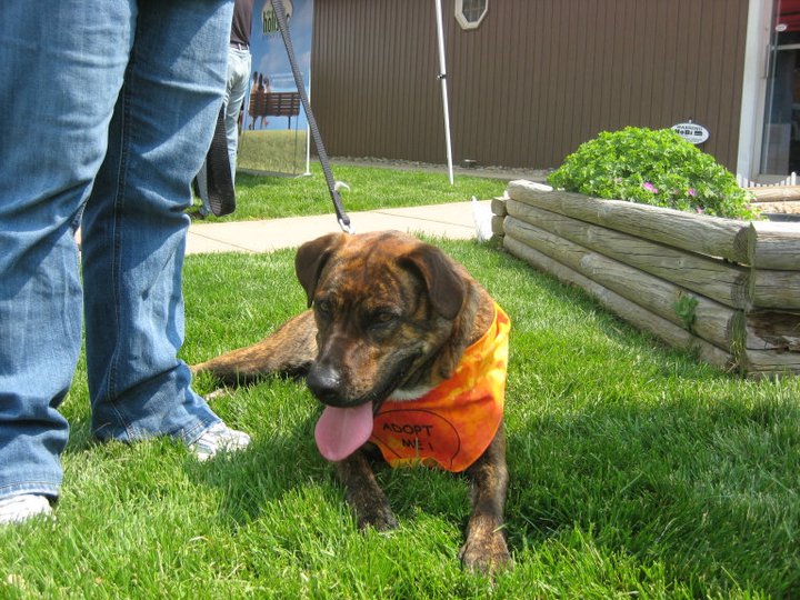 ONE DOG AT A TIME RESCUE