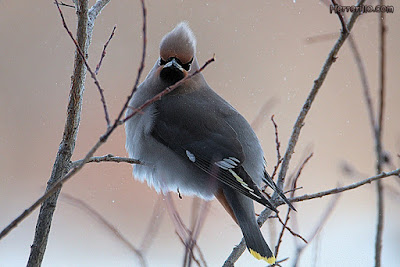 Ampelis europeo (Bombycilla garrulus)